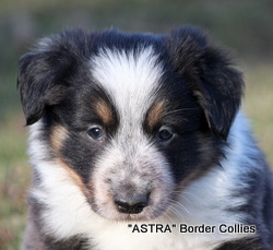 Slate tricolour, seal and white Male, rough coat, border collie puppy